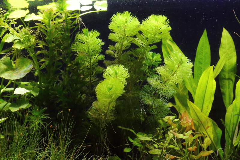 植栽から13日目　カボンバ
